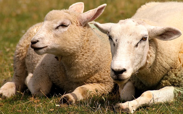 ležící ovce