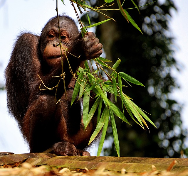 orangutan u větve